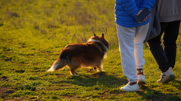 Walk and travel with pets