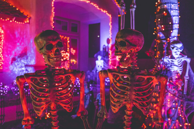 Halloween pet lifestyle